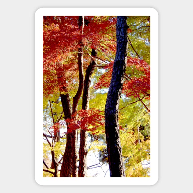 Autumn Colours 10 Sticker by WaterGardens